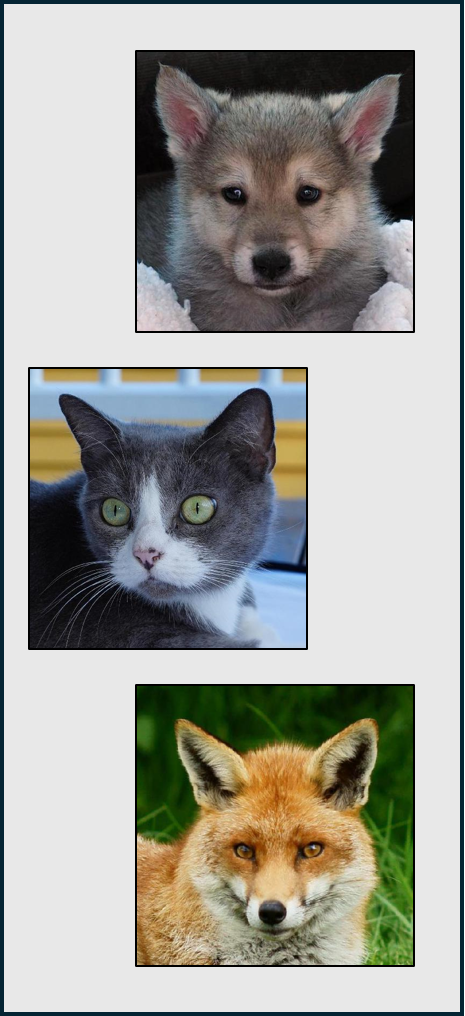 3 Example Images from the Animal Faces Dataset